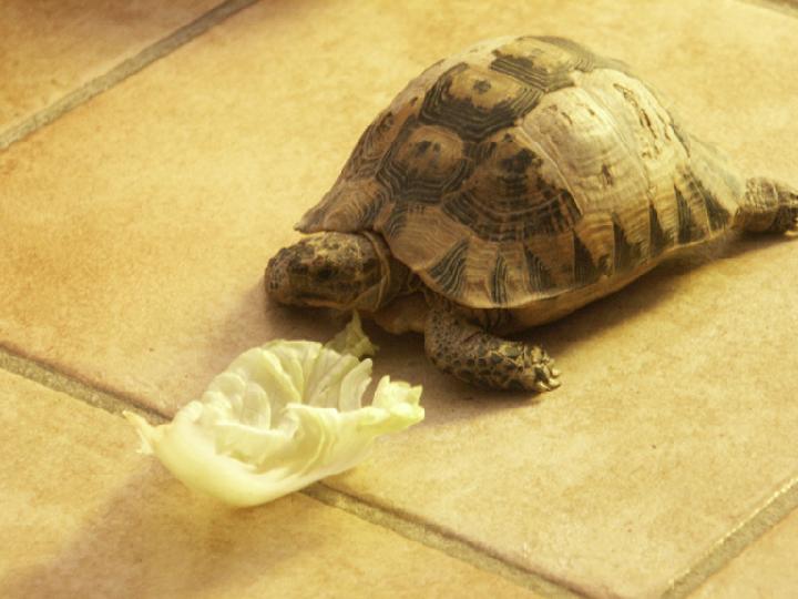 2002-08-visiteur 000.jpg